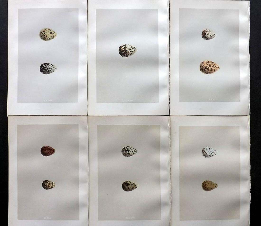 Morris, Francis 1875 Lot of 6 Bird Egg Prints: Woodblocks Published 1875, London for "A Natural History of the Nests and Eggs of British Birds" By the Rev. Francis Orpen Morris, printed Benjamin Fawcett. Most Plates printed in colours and finished