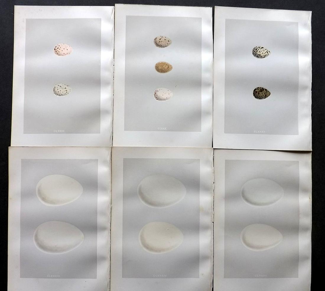 Morris, Francis 1875 Lot of 6 Bird Egg Prints: Woodblocks Published 1875, London for "A Natural History of the Nests and Eggs of British Birds" By the Rev. Francis Orpen Morris, printed Benjamin Fawcett. Most Plates printed in colours and finished