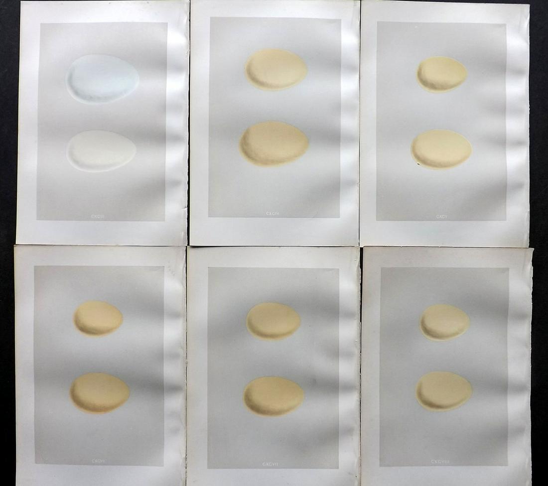 Morris, Francis 1875 Lot of 6 Bird Egg Prints: Woodblocks Published 1875, London for "A Natural History of the Nests and Eggs of British Birds" By the Rev. Francis Orpen Morris, printed Benjamin Fawcett. Most Plates printed in colours and finished