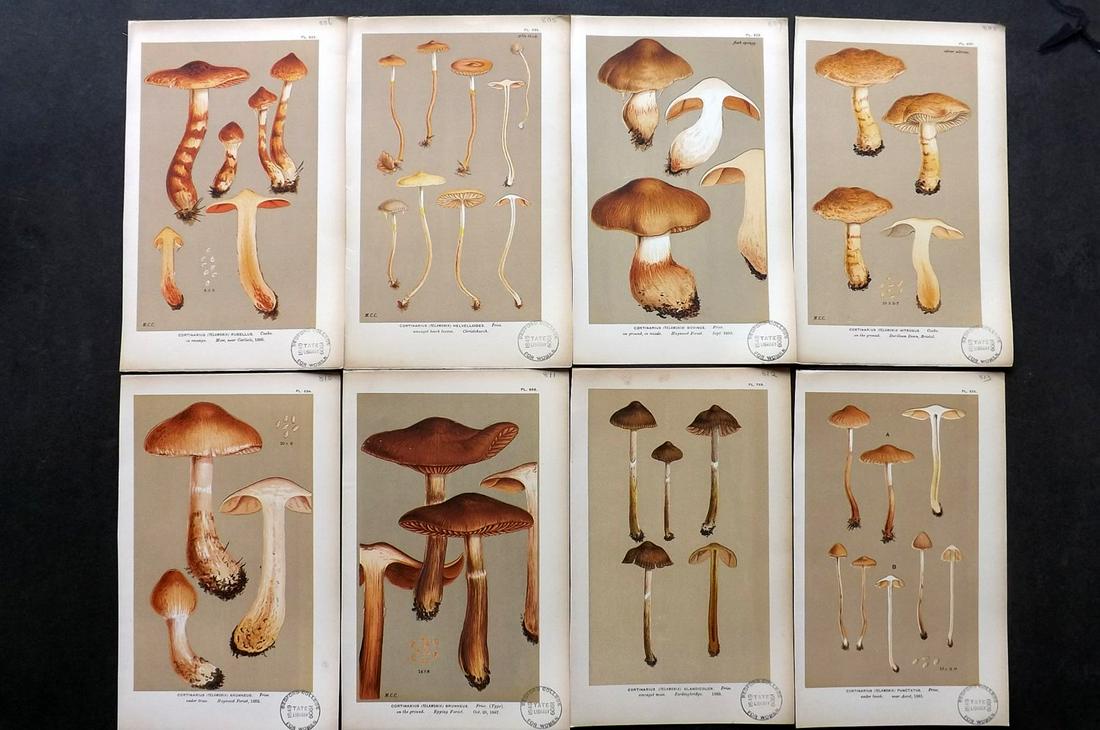 Cooke, Mordecai 1880s Lot of 8 Mushroom Fungi Prints (1 of 2)