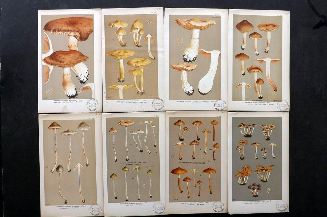 Cooke, Mordecai 1880s Lot of 8 Mushroom Fungi Prints (1 of 2)