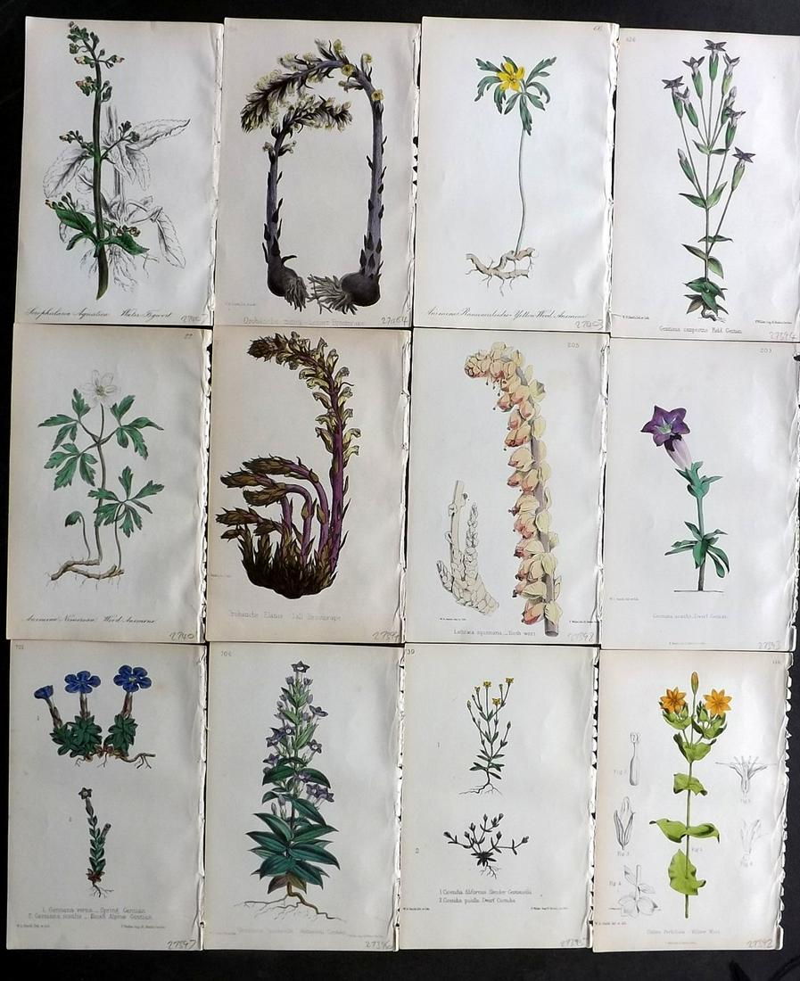 Hogg & Johnson C1870 Lot of 12 HCol Botanical Prints: Hand Coloured Lithographs Published 1863-1880, London for "The Wild Flowers of Great Britain" by Robert Hogg & George W. Johnson. Paper Size: 9 x 5.5 inch (23 x 14cm) Good Condition
