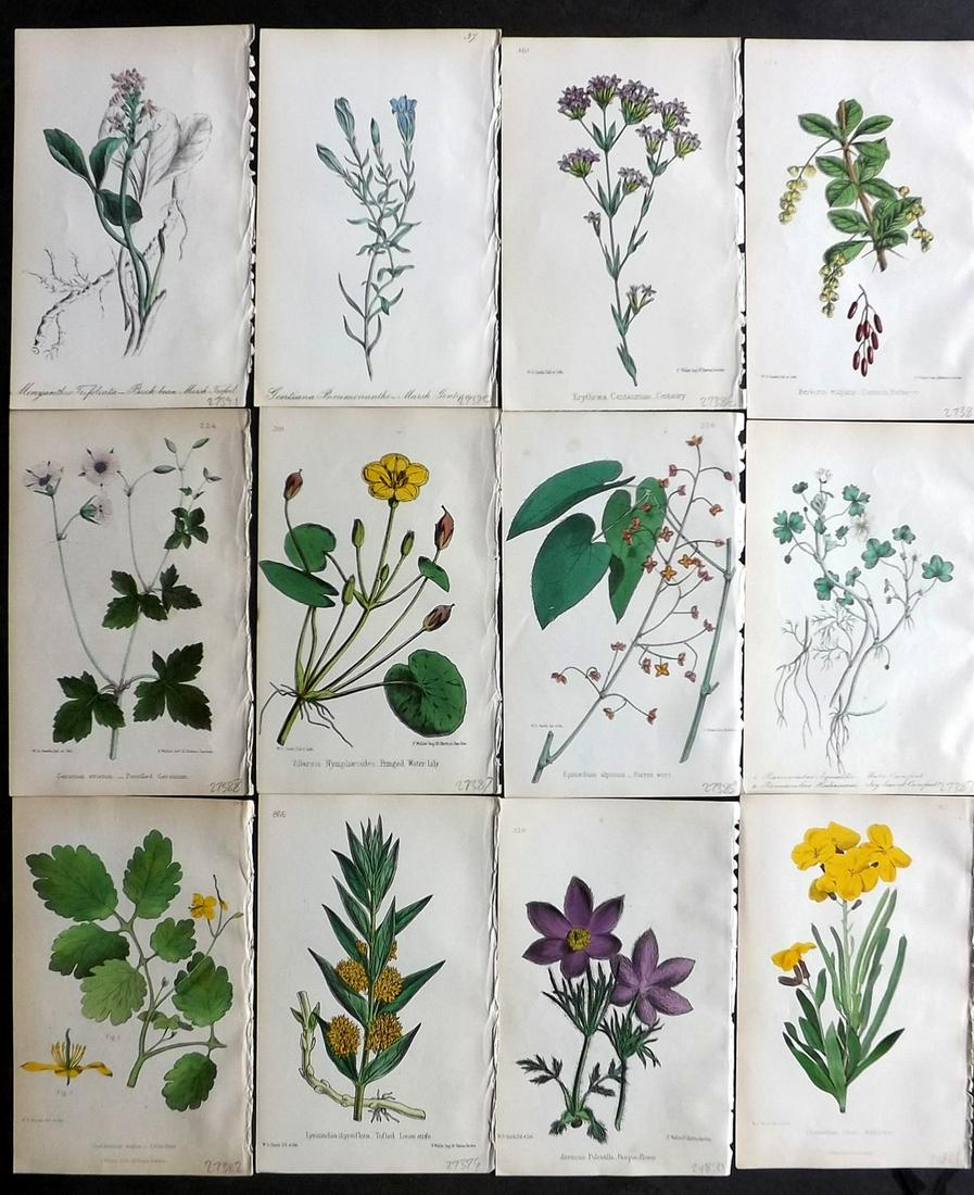 Hogg & Johnson C1870 Lot of 12 HCol Botanical Prints: Hand Coloured Lithographs Published 1863-1880, London for "The Wild Flowers of Great Britain" by Robert Hogg & George W. Johnson. Paper Size: 9 x 5.5 inch (23 x 14cm) Good Condition