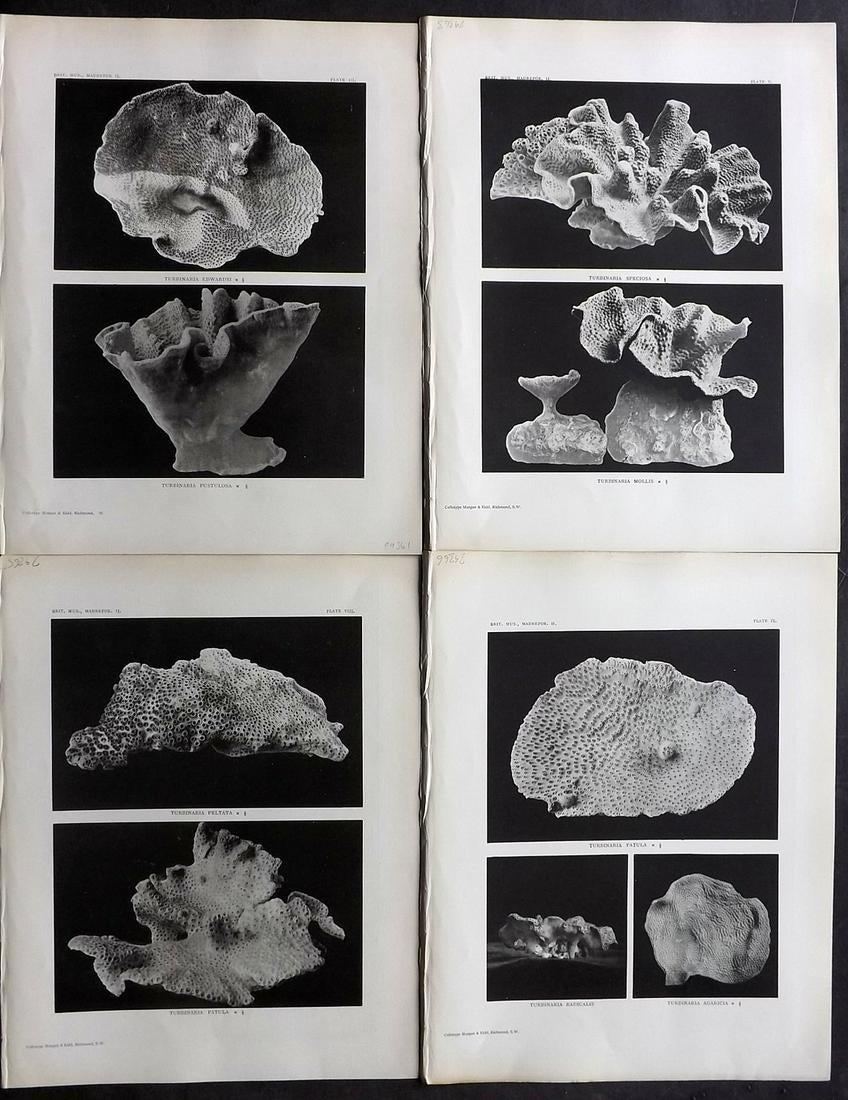 Bernard, Henry M. 1896 Lot of 4 Coral Prints (1 of 2)