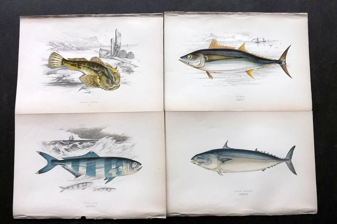 Couch, Jonathan 1877 Lot of 6 Fish Prints: Color Printed Woodblocks Published 1877, London for "A History of the Fishes of the British Islands" by Jonathan Couch. Paper Size: 9.5 x 6.5 inch (24 x 16.5cm) Good Condition