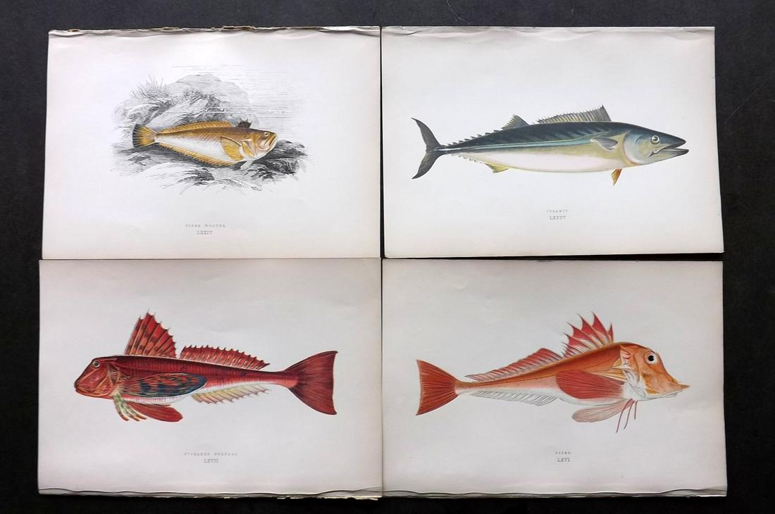Couch, Jonathan 1877 Lot of 6 Fish Prints: Color Printed Woodblocks Published 1877, London for "A History of the Fishes of the British Islands" by Jonathan Couch. Paper Size: 9.5 x 6.5 inch (24 x 16.5cm) Good Condition