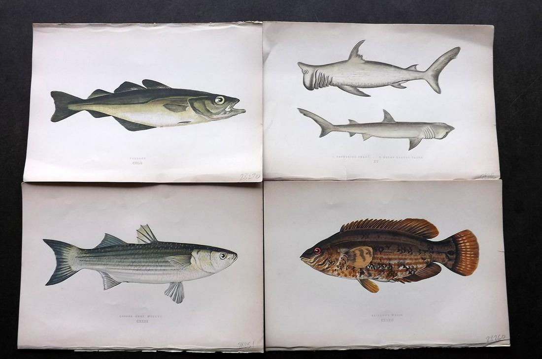 Couch, Jonathan 1877 Lot of 6 Fish Prints: Color Printed Woodblocks Published 1877, London for "A History of the Fishes of the British Islands" by Jonathan Couch. Paper Size: 9.5 x 6.5 inch (24 x 16.5cm) Good Condition