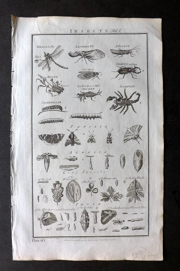 Howard, George 1796 Folio Print of Insects (1 of 2)