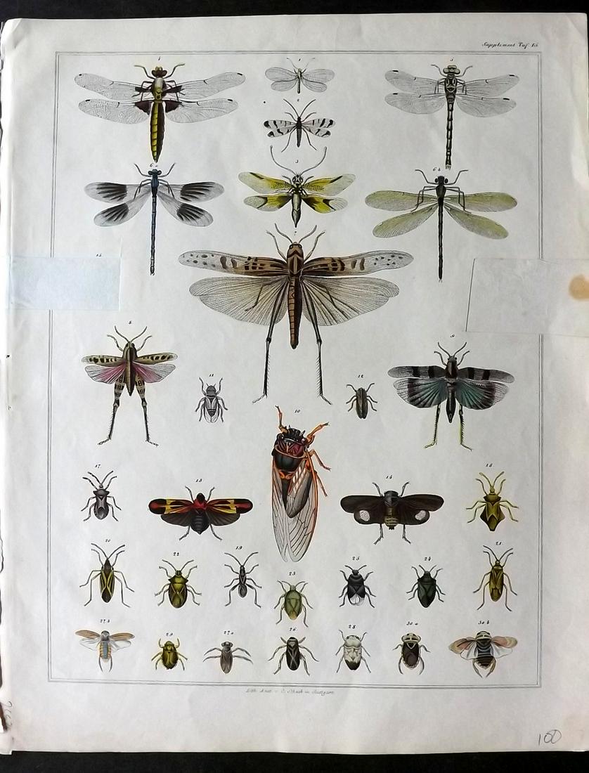 Oken, Lorenz 1843 Hand Col Print of Insects (Faults) (1 of 2)