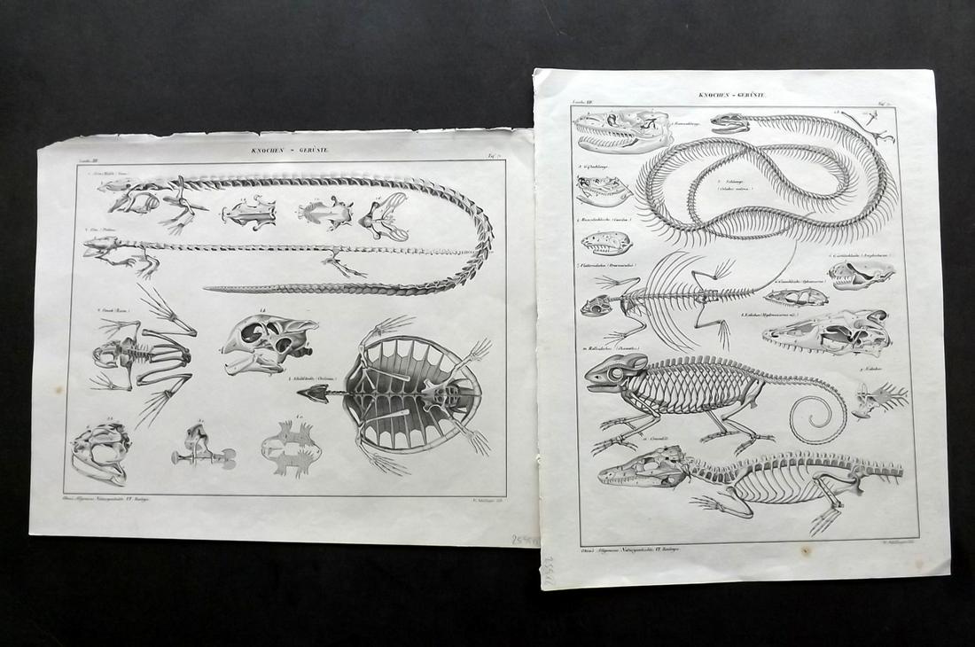 Oken, Lorenz 1843 Pair of Reptiles Anatomy Skeletons (1 of 2)