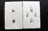Swainson, William 1820 Pair Hand Col Shell Prints