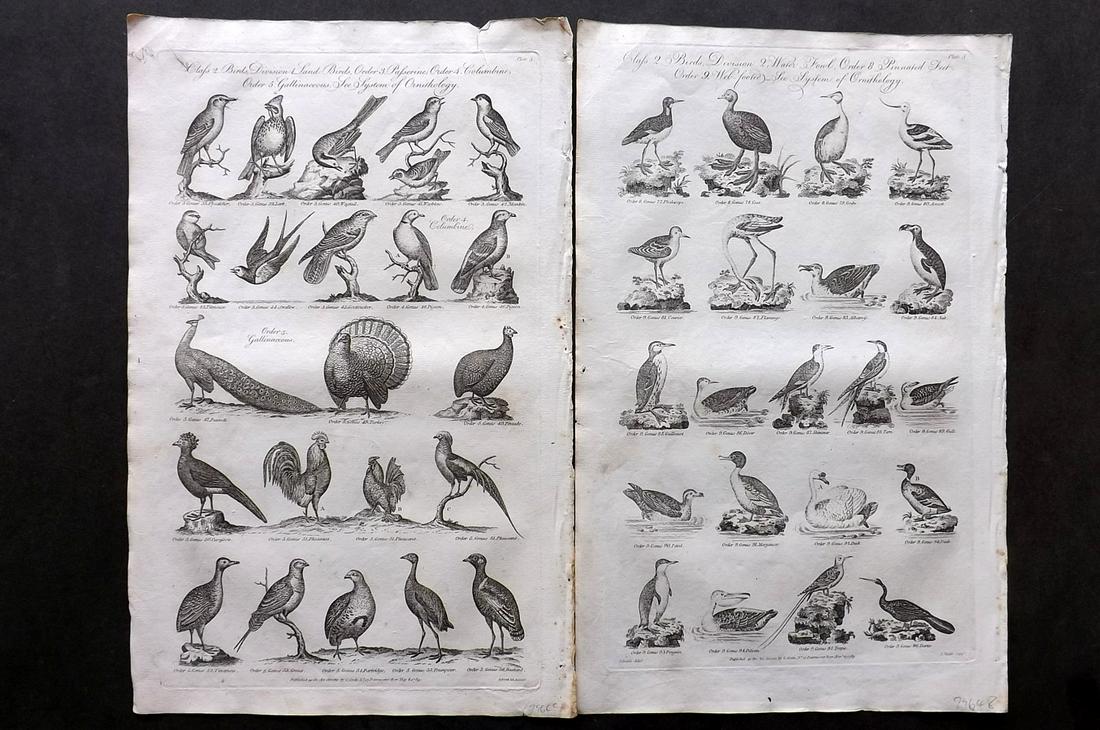 Hall, William 1791 Pair of Folio Bird Prints (1 of 2)