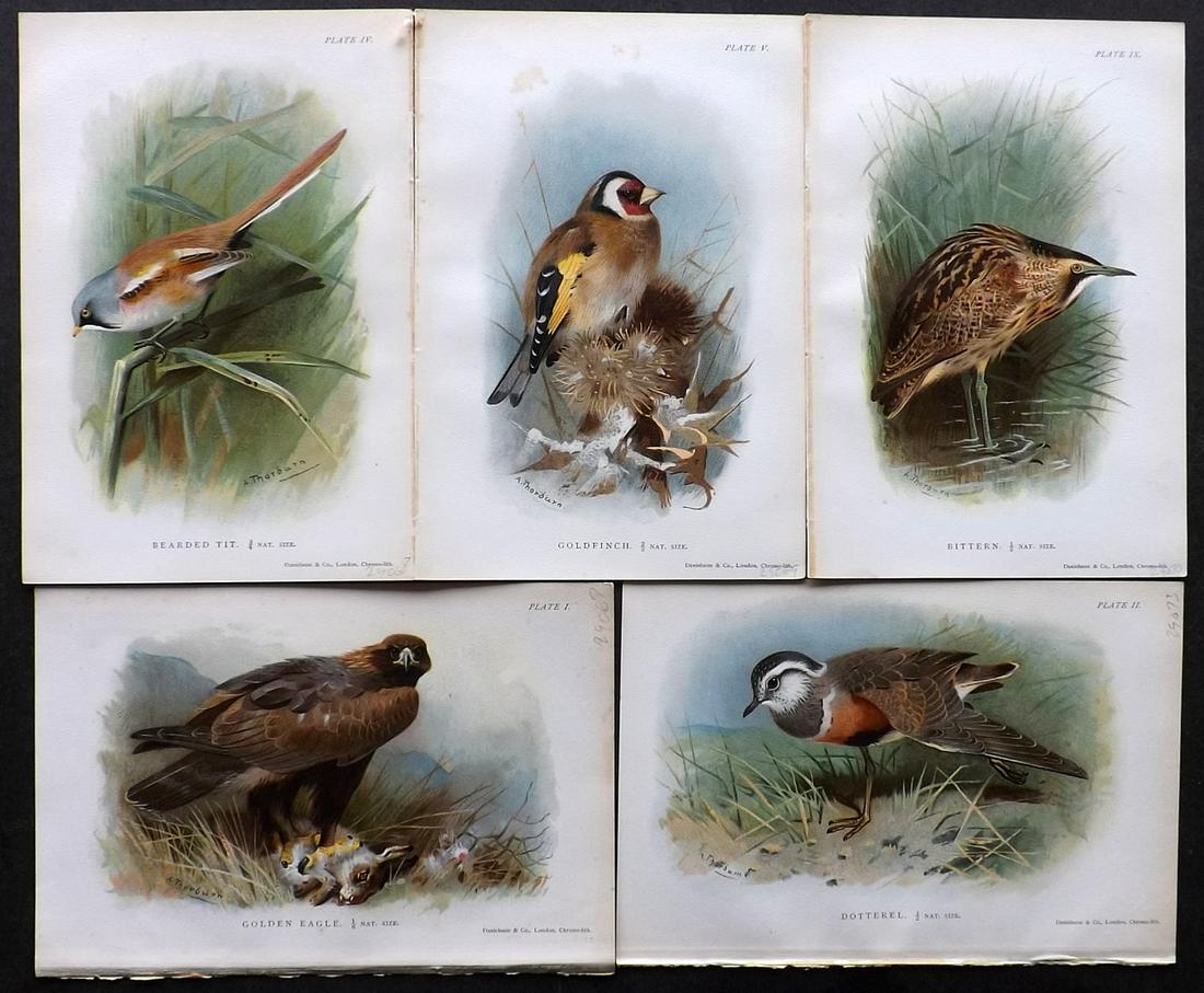 Hudson & Thorburn 1897 Lot of 5 Bird Prints (1 of 2)