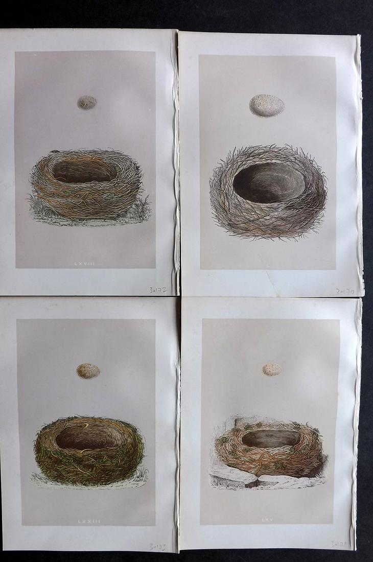 Morris, Francis 1875 Lot of 4 Bird Nest Prints: Woodblocks Published 1875, London for "A Natural History of the Nests and Eggs of British Birds" By the Rev. Francis Orpen Morris, printed Benjamin Fawcett. Most Plates printed in colours and finished