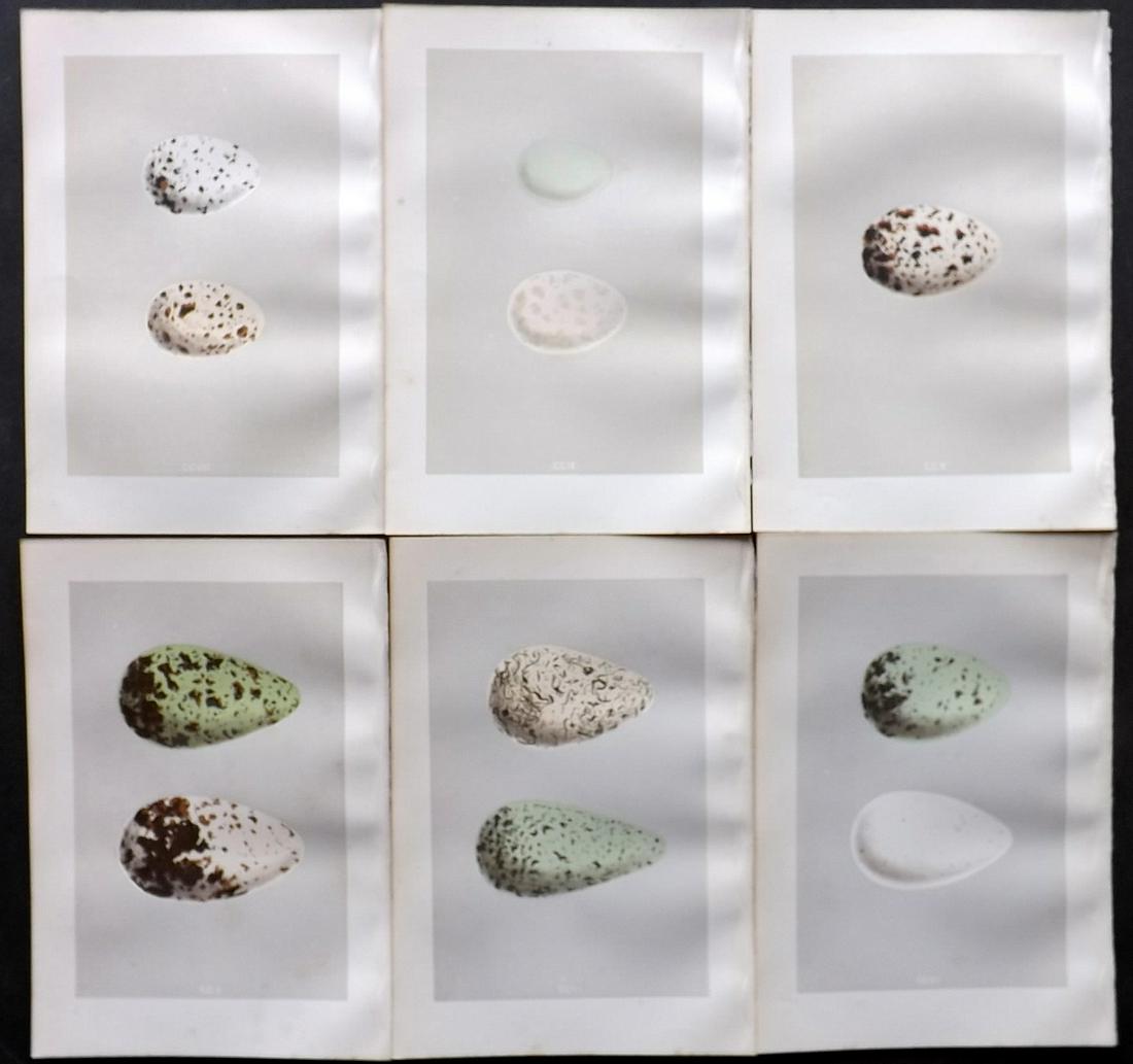 Morris, Francis 1875 Lot of 6 Bird Egg Prints: Woodblocks Published 1875, London for "A Natural History of the Nests and Eggs of British Birds" By the Rev. Francis Orpen Morris, printed Benjamin Fawcett. Most Plates printed in colours and finished