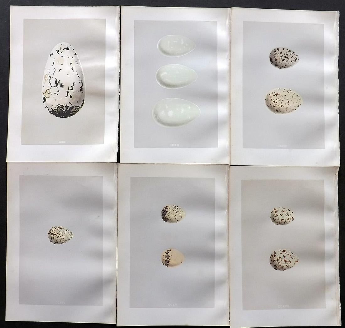 Morris, Francis 1875 Lot of 6 Bird Egg Prints: Woodblocks Published 1875, London for "A Natural History of the Nests and Eggs of British Birds" By the Rev. Francis Orpen Morris, printed Benjamin Fawcett. Most Plates printed in colours and finished