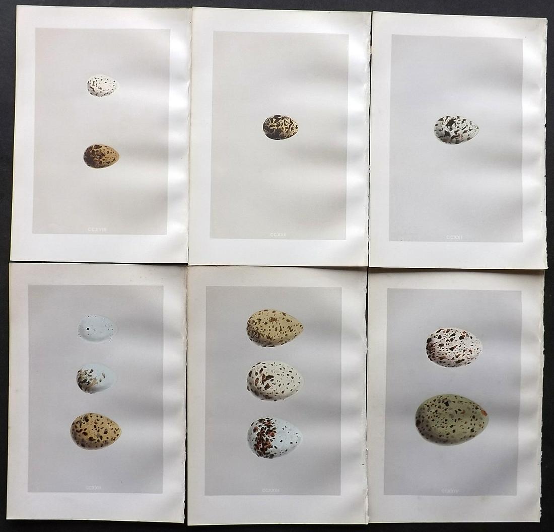 Morris, Francis 1875 Lot of 6 Bird Egg Prints: Woodblocks Published 1875, London for "A Natural History of the Nests and Eggs of British Birds" By the Rev. Francis Orpen Morris, printed Benjamin Fawcett. Most Plates printed in colours and finished