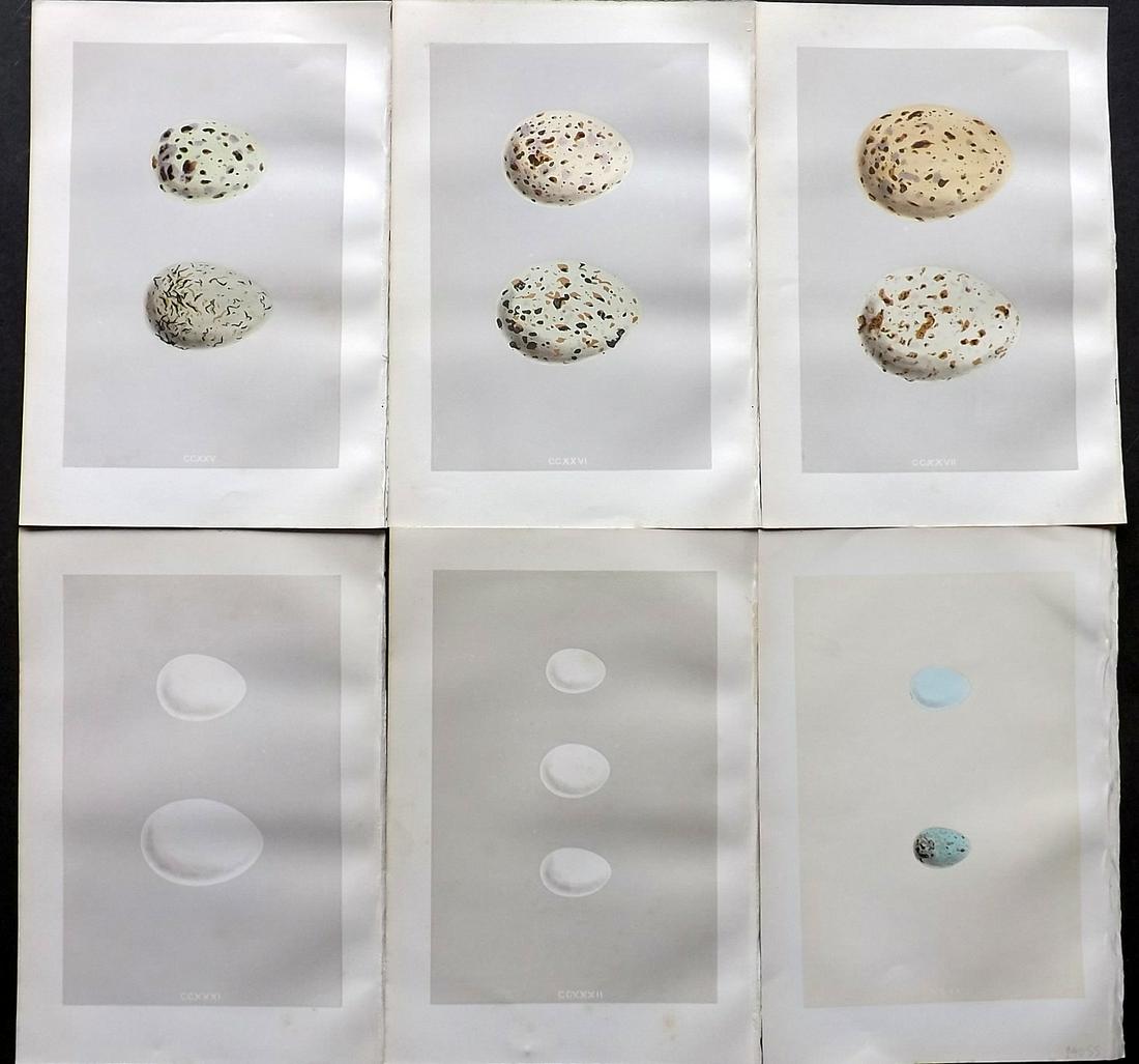 Morris, Francis 1875 Lot of 6 Bird Egg Prints: Woodblocks Published 1875, London for "A Natural History of the Nests and Eggs of British Birds" By the Rev. Francis Orpen Morris, printed Benjamin Fawcett. Most Plates printed in colours and finished