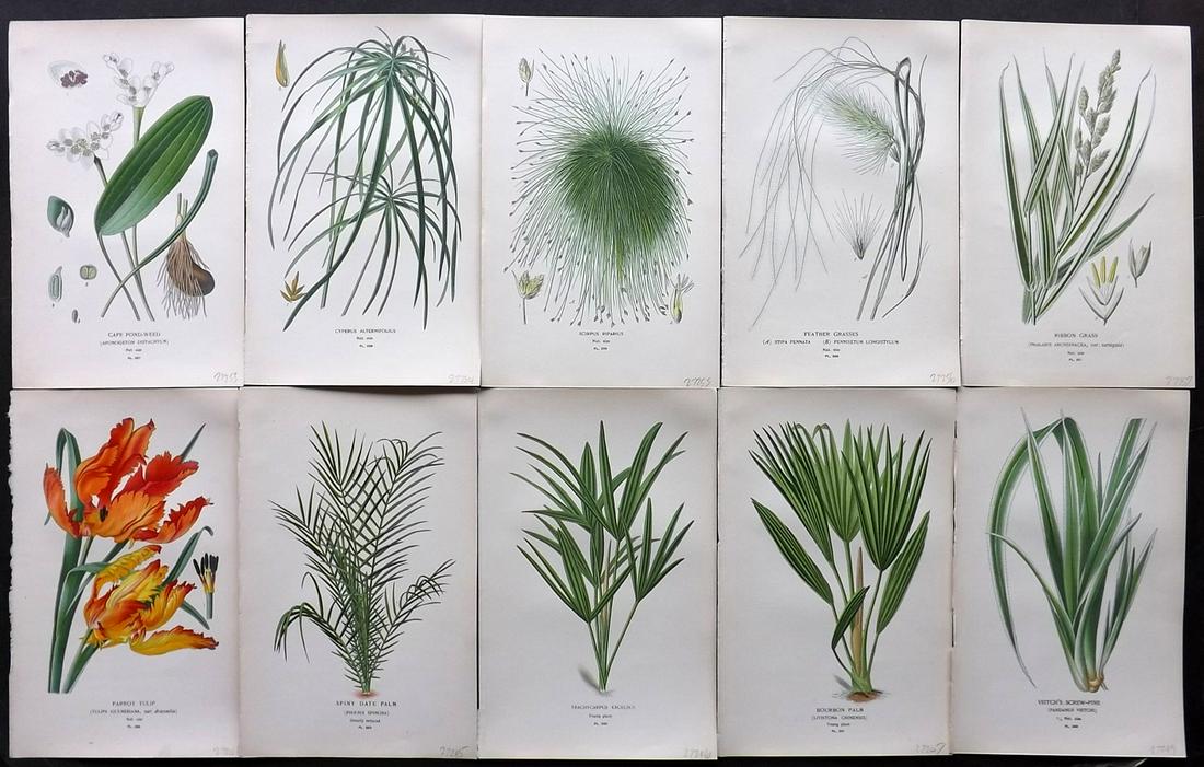 Step, Edward 1897 Lot of 10 Botanical Prints: Chromolithograph Published 1896-97 by Frederick Warne & Co., London for "Favourite Flowers of Garden and Greenhouse" by Edward Step and William Waton. Paper Size: 9.5 x 6 inch (24 x 15cm) Good Conditi