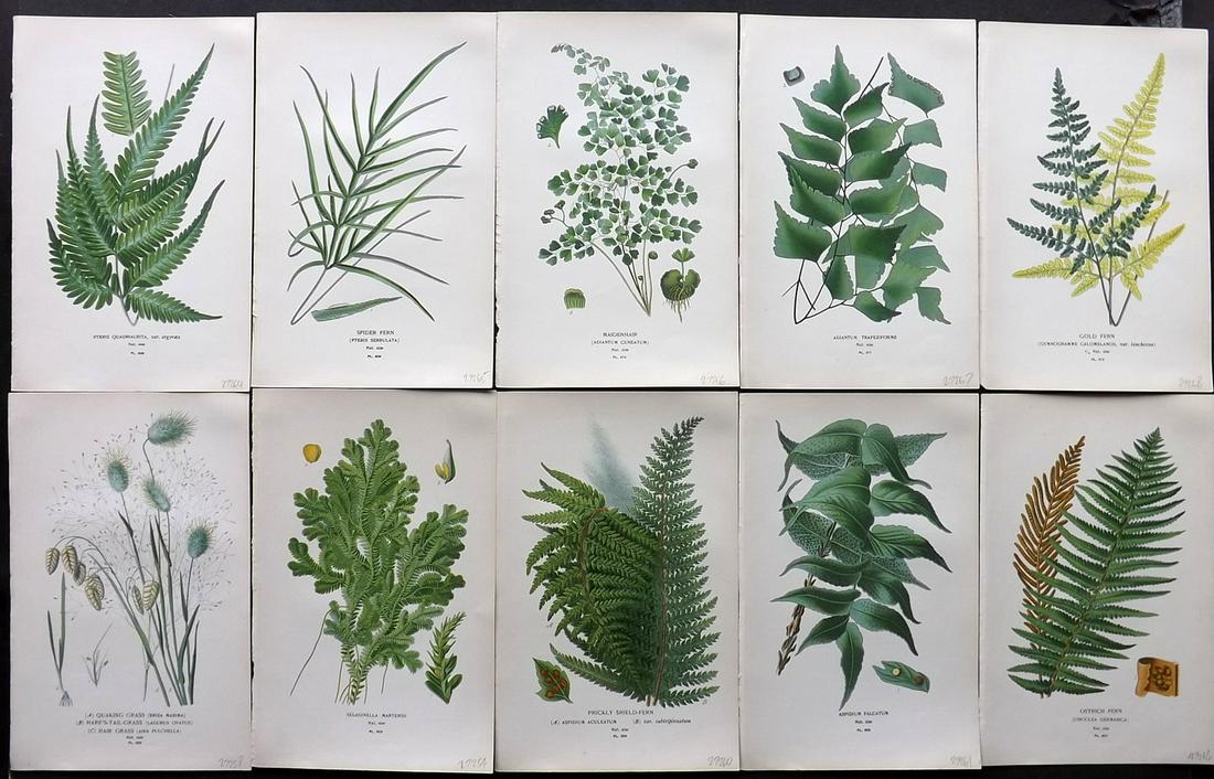 Step, Edward 1897 Lot of 10 Botanical Prints: Chromolithograph Published 1896-97 by Frederick Warne & Co., London for "Favourite Flowers of Garden and Greenhouse" by Edward Step and William Waton. Paper Size: 9.5 x 6 inch (24 x 15cm) Good Conditi
