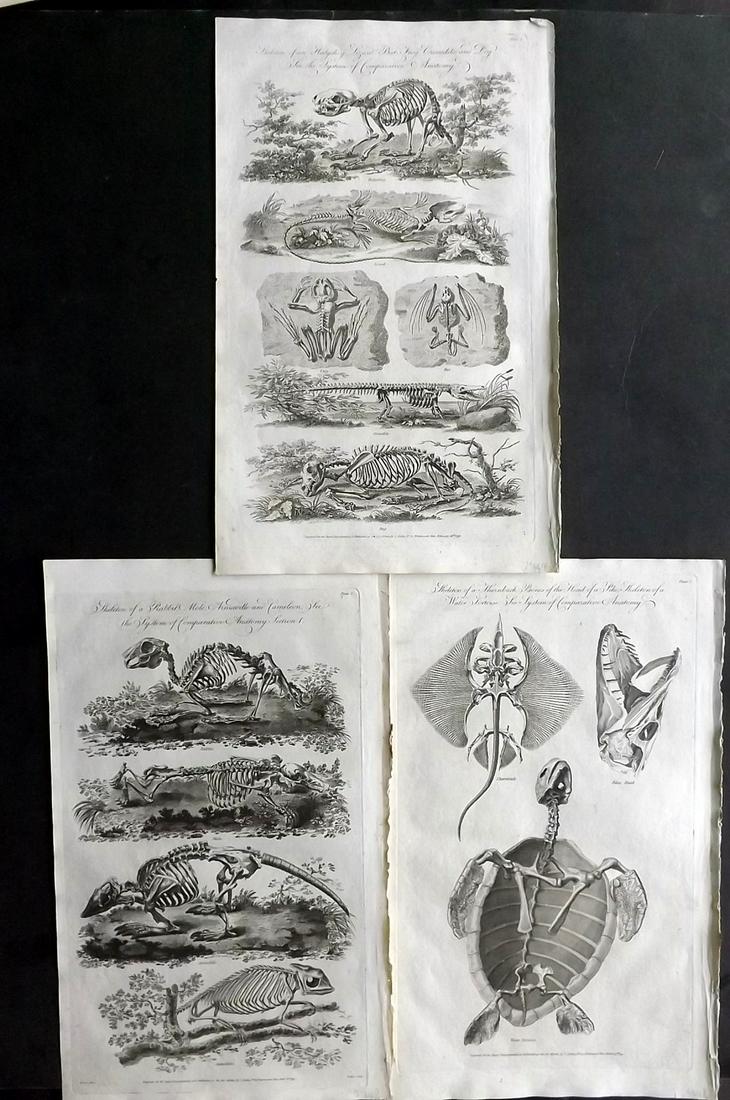 Hall, William 1791 Lot 3 Prints Natural History Anatomy (1 of 2)