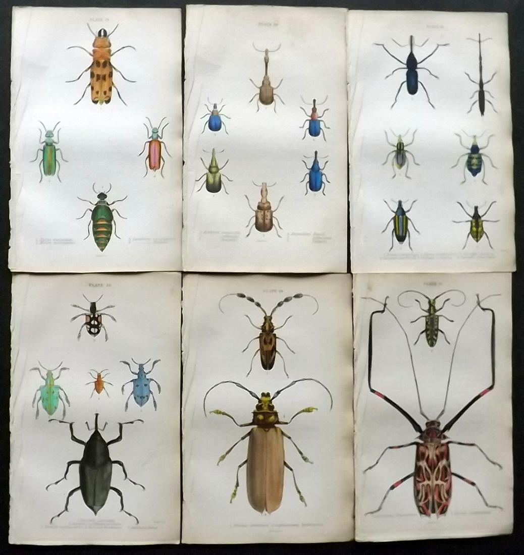 Jardine, William 1835 Lot 6 HC Prints. Beetles Insects (1 of 2)