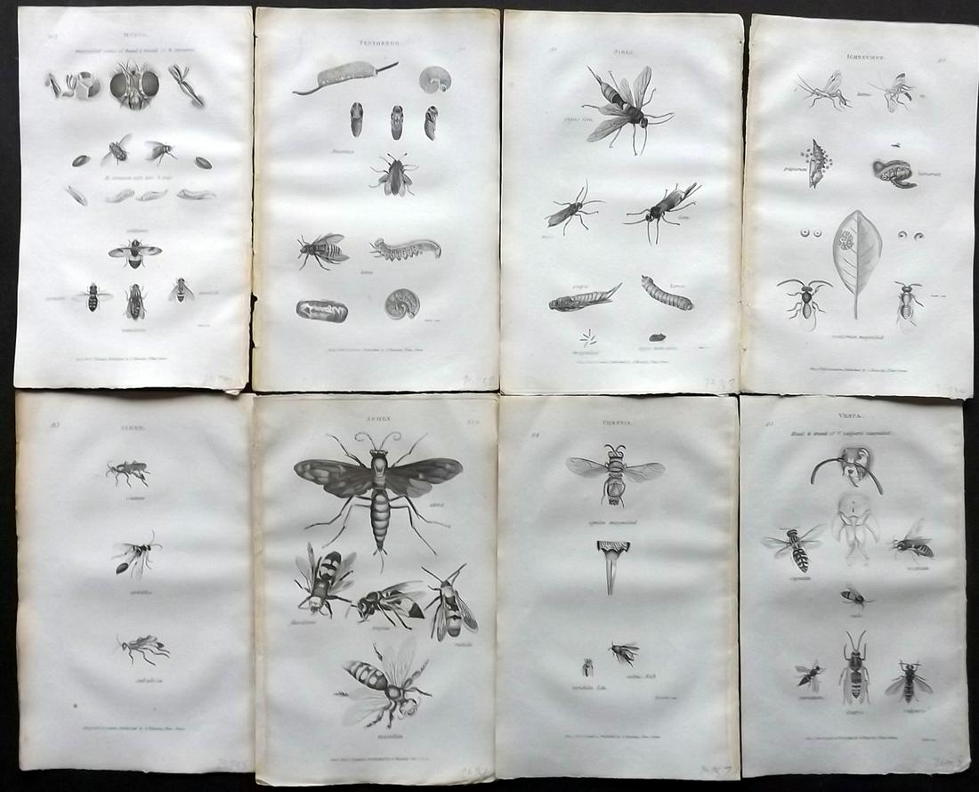 Shaw, George 1805 Lot of 8 Prints. Insects: Copper Plates Published 1800-26 by G.Kearsley, London for "General Zoology or Systematic Natural History" by George Shaw. Paper Size: 8.5 x 5.5 inch (24 x 16.5cm) Good Condition overall
