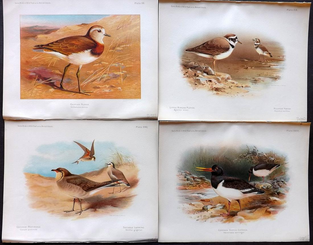 Dixon & Whymper 1900 Lot of 4 Bird Prints: Chromolithographs Published 1900, Sheffield for "The Game Birds and Wild Fowl of The British Islands" by Charles Dixon. Illustrated by Charles Whymper. Paper Size: 10.5 x 8 inch (27 x 21cm) Good Condi