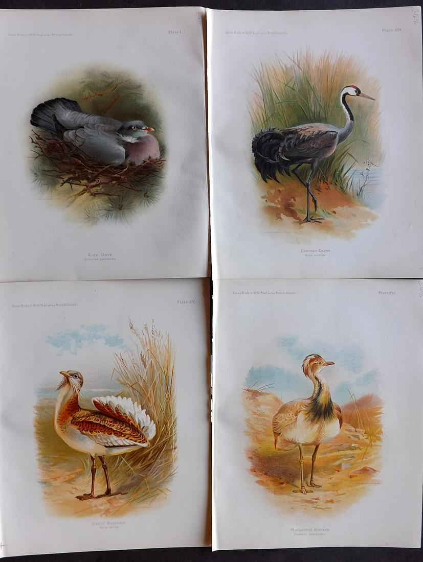 Dixon & Whymper 1900 Lot of 4 Bird Prints: Chromolithographs Published 1900, Sheffield for "The Game Birds and Wild Fowl of The British Islands" by Charles Dixon. Illustrated by Charles Whymper. Paper Size: 10.5 x 8 inch (27 x 21cm) Good Condi