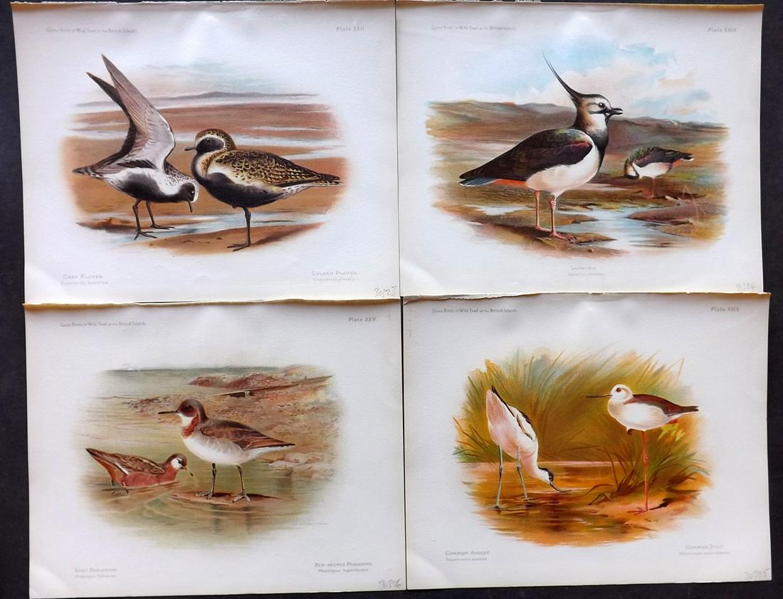 Dixon & Whymper 1900 Lot of 4 Bird Prints: Chromolithographs Published 1900, Sheffield for "The Game Birds and Wild Fowl of The British Islands" by Charles Dixon. Illustrated by Charles Whymper. Paper Size: 10.5 x 8 inch (27 x 21cm) Good Condi