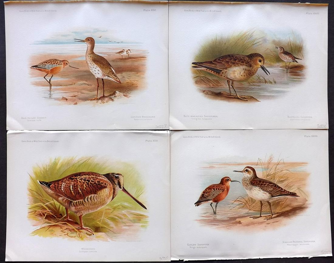 Dixon & Whymper 1900 Lot of 4 Bird Prints: Chromolithographs Published 1900, Sheffield for "The Game Birds and Wild Fowl of The British Islands" by Charles Dixon. Illustrated by Charles Whymper. Paper Size: 10.5 x 8 inch (27 x 21cm) Good Condi