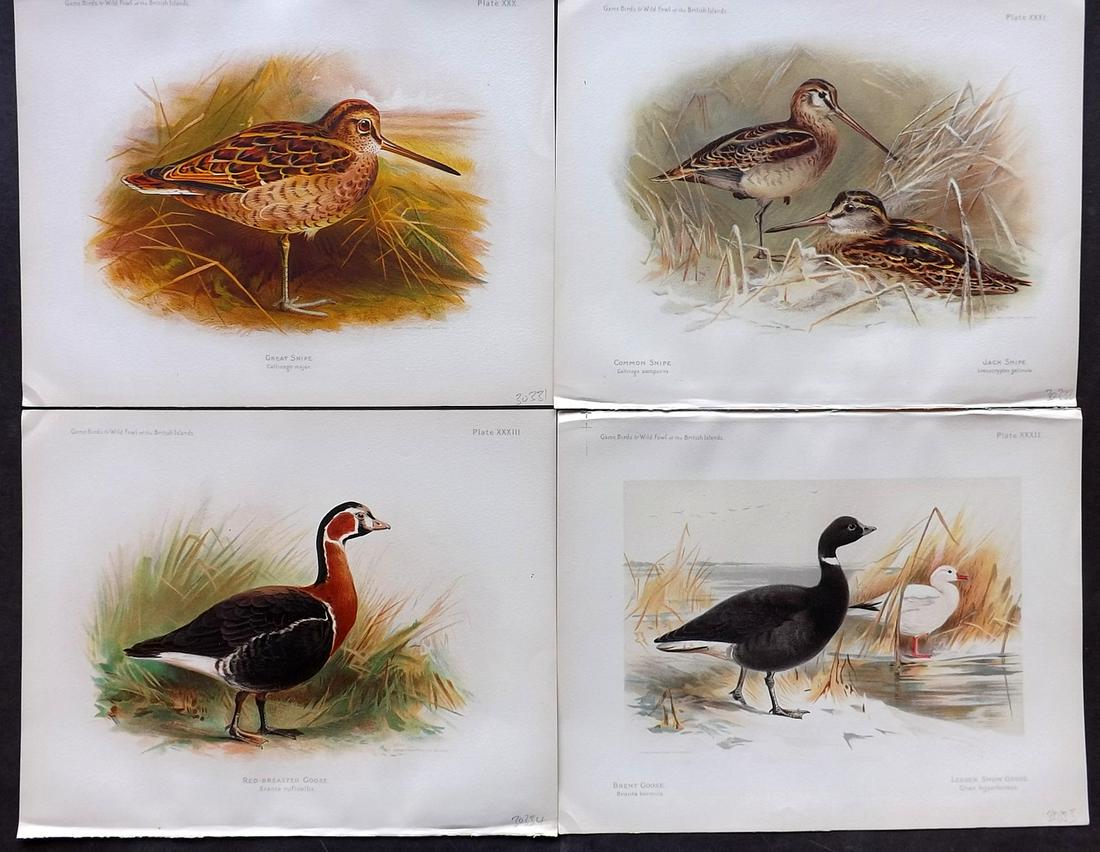 Dixon & Whymper 1900 Lot of 4 Bird Prints: Chromolithographs Published 1900, Sheffield for "The Game Birds and Wild Fowl of The British Islands" by Charles Dixon. Illustrated by Charles Whymper. Paper Size: 10.5 x 8 inch (27 x 21cm) Good Condi