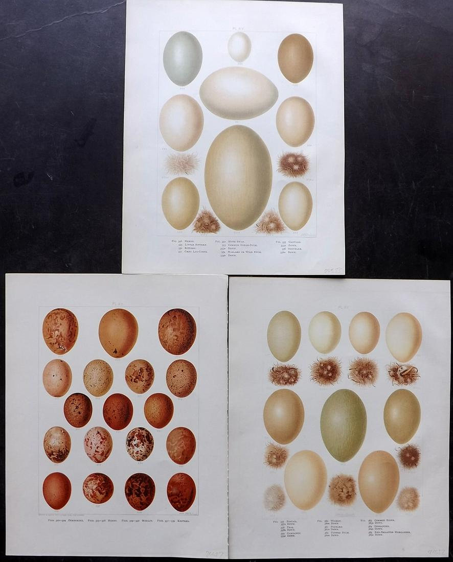 Frohawk, F. 1898 Lot of 3 Folio Bird Egg Prints: Chromolithographs Published 1896-98, London for "British Birds with their Nests and Eggs" by Arthur G. Butler. Illustrated by Frederick William Frohawk. Paper Size: 12 x 9.5 inch (30 x 24cm) Good Cond