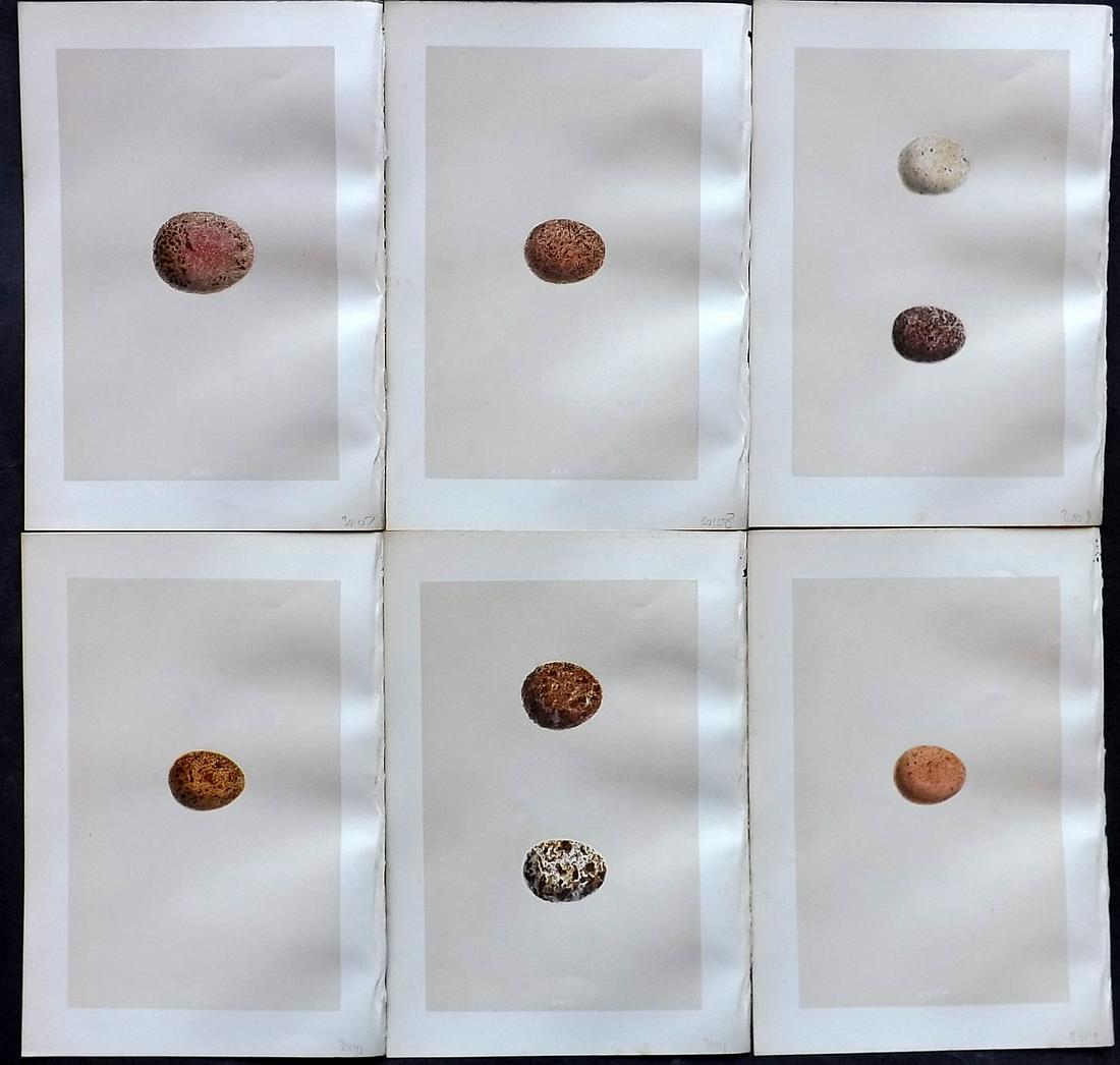Morris, Francis 1875 Lot of 6 Bird Egg Prints: Woodblocks Published 1875, London for "A Natural History of the Nests and Eggs of British Birds" By the Rev. Francis Orpen Morris, printed Benjamin Fawcett. Most Plates printed in colours and finished
