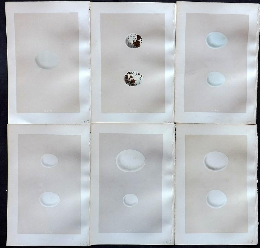 Morris, Francis 1875 Lot of 6 Bird Egg Prints: Woodblocks Published 1875, London for "A Natural History of the Nests and Eggs of British Birds" By the Rev. Francis Orpen Morris, printed Benjamin Fawcett. Most Plates printed in colours and finished