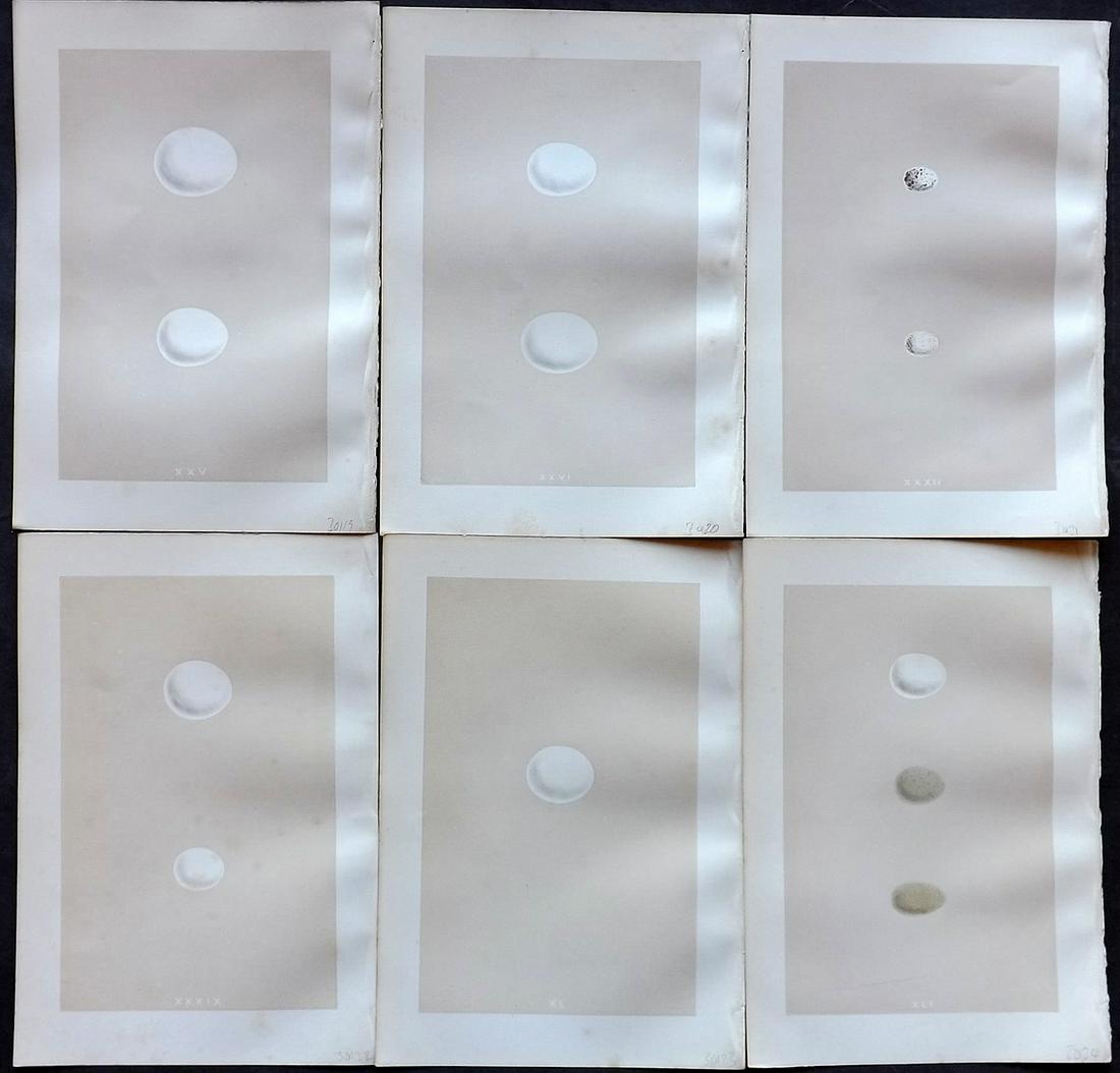 Morris, Francis 1875 Lot of 6 Bird Egg Prints: Woodblocks Published 1875, London for "A Natural History of the Nests and Eggs of British Birds" By the Rev. Francis Orpen Morris, printed Benjamin Fawcett. Most Plates printed in colours and finished