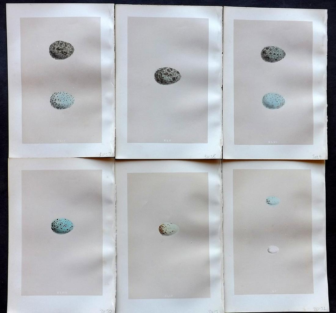Morris, Francis 1875 Lot of 6 Bird Egg Prints: Woodblocks Published 1875, London for "A Natural History of the Nests and Eggs of British Birds" By the Rev. Francis Orpen Morris, printed Benjamin Fawcett. Most Plates printed in colours and finished