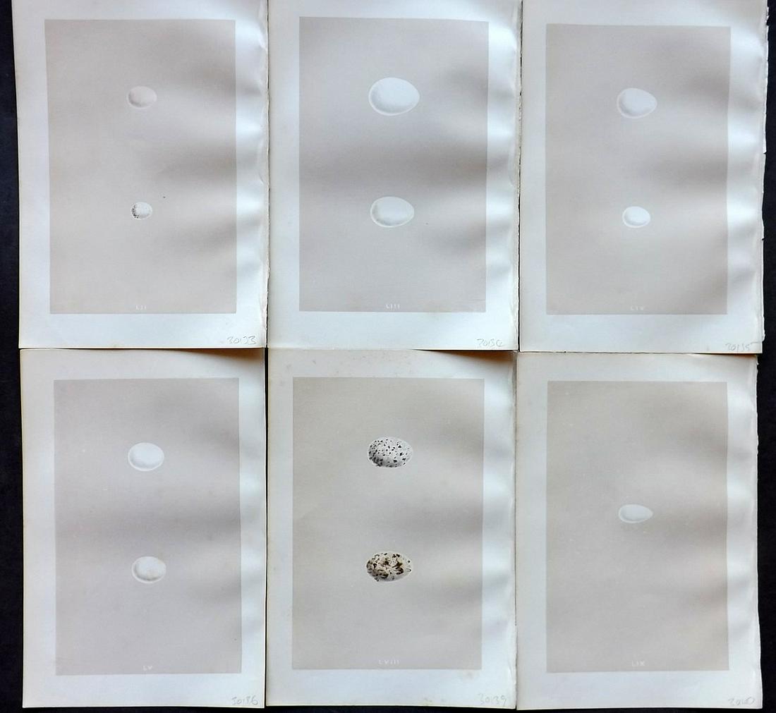 Morris, Francis 1875 Lot of 6 Bird Egg Prints: Woodblocks Published 1875, London for "A Natural History of the Nests and Eggs of British Birds" By the Rev. Francis Orpen Morris, printed Benjamin Fawcett. Most Plates printed in colours and finished