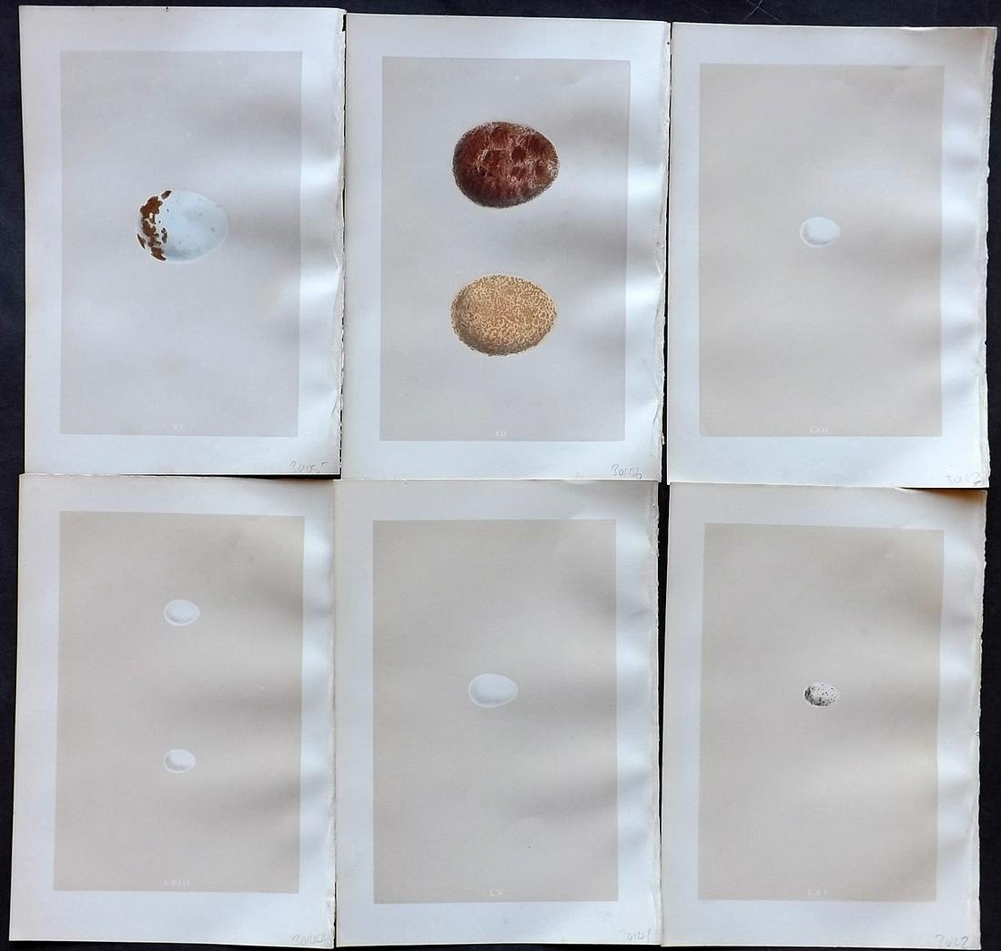 Morris, Francis 1875 Lot of 6 Bird Egg Prints: Woodblocks Published 1875, London for "A Natural History of the Nests and Eggs of British Birds" By the Rev. Francis Orpen Morris, printed Benjamin Fawcett. Most Plates printed in colours and finished