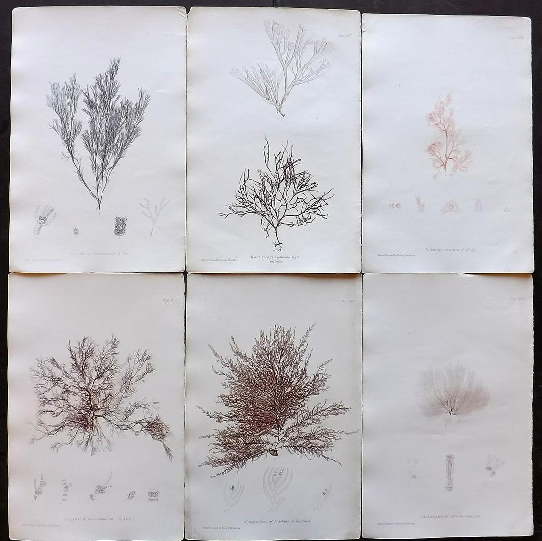 Bradbury, Henry 1859 Lot of 6 Seaweed Prints: Nature Printed Seaweed Prints Published 1859, by Henry Bradbury, London for "The Nature-Printed British Sea-Weeds" by William Grosart Johnstone and Alexander Croall. Paper Size: 9.5 x 6 inch (24 x 15c