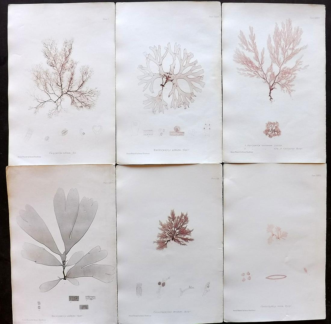 Bradbury, Henry 1859 Lot of 6 Seaweed Prints: Nature Printed Seaweed Prints Published 1859, by Henry Bradbury, London for "The Nature-Printed British Sea-Weeds" by William Grosart Johnstone and Alexander Croall. Paper Size: 9.5 x 6 inch (24 x 15c
