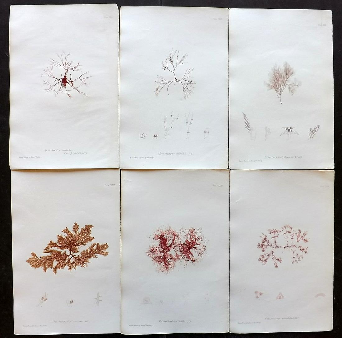 Bradbury, Henry 1859 Lot of 6 Seaweed Prints: Nature Printed Seaweed Prints Published 1859, by Henry Bradbury, London for "The Nature-Printed British Sea-Weeds" by William Grosart Johnstone and Alexander Croall. Paper Size: 9.5 x 6 inch (24 x 15c