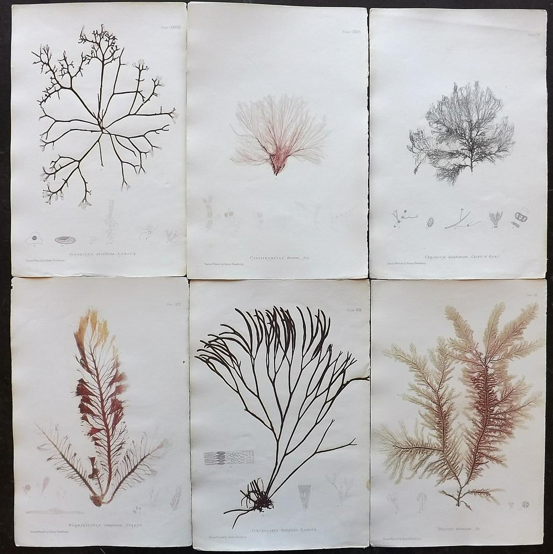 Bradbury, Henry 1859 Lot of 6 Seaweed Prints: Nature Printed Seaweed Prints Published 1859, by Henry Bradbury, London for "The Nature-Printed British Sea-Weeds" by William Grosart Johnstone and Alexander Croall. Paper Size: 9.5 x 6 inch (24 x 15c