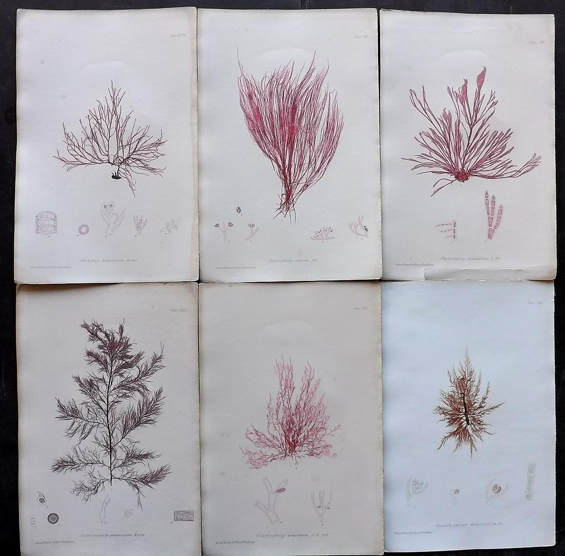 Bradbury, Henry 1859 Lot of 6 Seaweed Prints: Nature Printed Seaweed Prints Published 1859, by Henry Bradbury, London for "The Nature-Printed British Sea-Weeds" by William Grosart Johnstone and Alexander Croall. Paper Size: 9.5 x 6 inch (24 x 15c