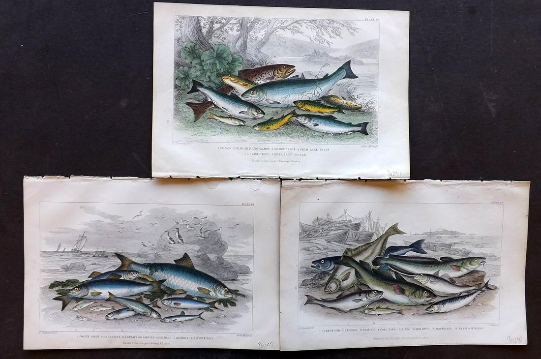 Goldsmith, Oliver 1866 Lot of 3 Hand Col Fish Prints (1 of 2)