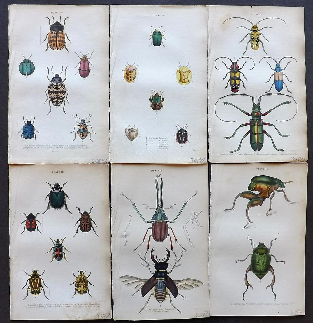 Jardine, William 1835 Lot 6 HC Prints. Beetles Insects (1 of 2)
