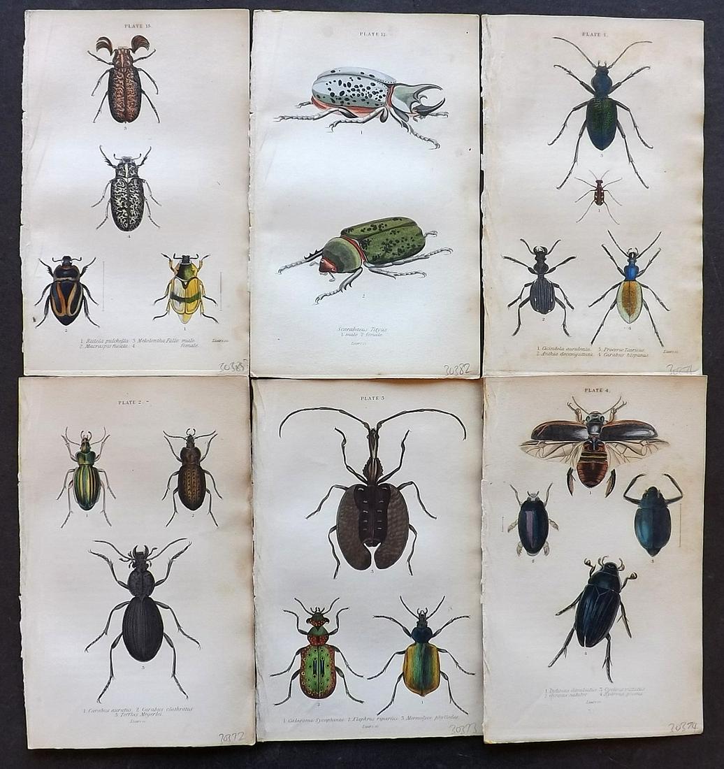 Jardine, William 1835 Lot 6 HC Prints. Beetles Insects: Hand Coloured Steel Engraving/Etchings Published 1833-43 by W.H.Lizars, Edinburgh for "The Naturalist's Library" by Sir William Jardine. Fine hand colour as issued. Paper Size: 6.5 x 4.25 inch (17 x 1