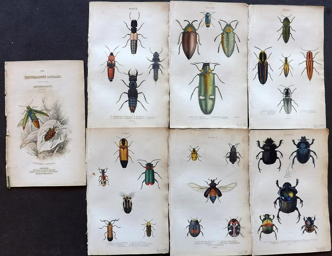 Jardine, William 1835 Lot 7 HC Prints. Beetles Insects: One is the Illustrated Title Page. Hand Coloured Steel Engraving/Etchings Published 1833-43 by W.H.Lizars, Edinburgh for "The Naturalist's Library" by Sir William Jardine. Fine hand colour as issued. 