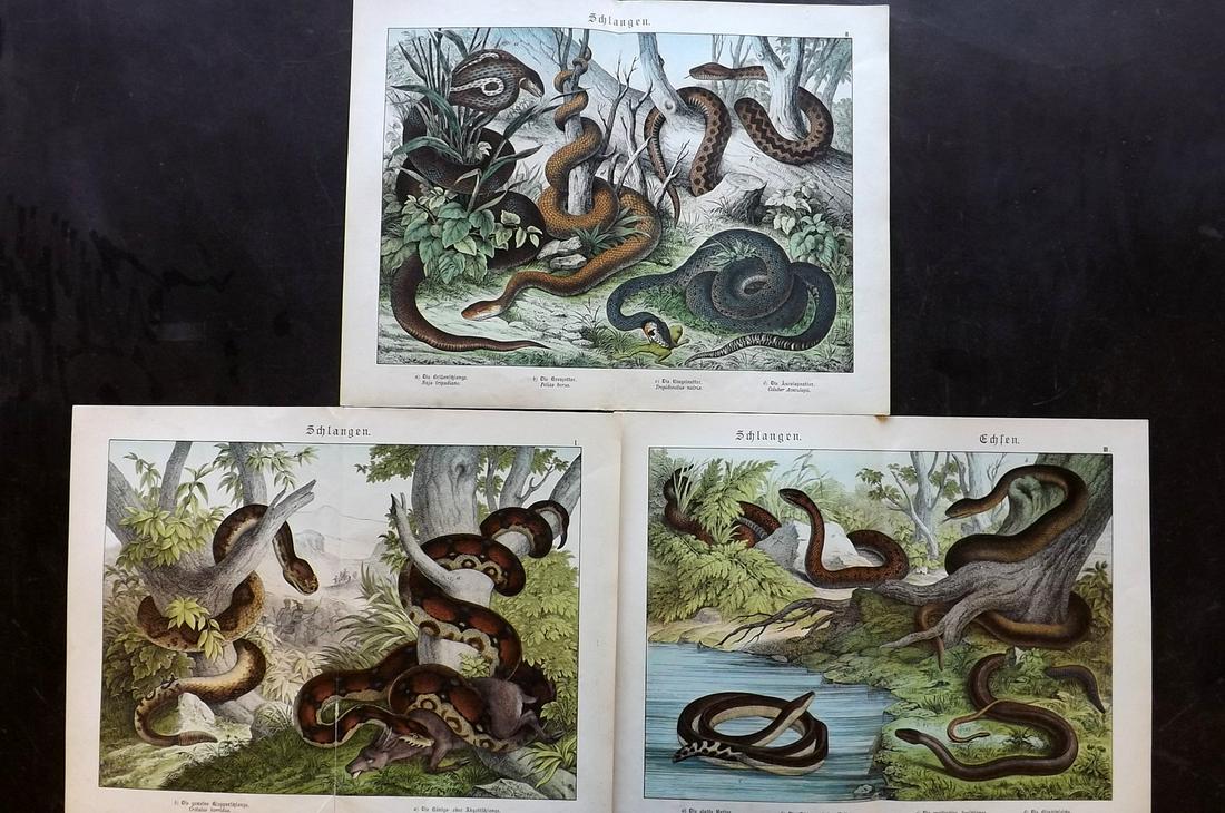 Schubert, Gotthilf C1890 Lot of 3 Large Prints. Snakes (1 of 2)