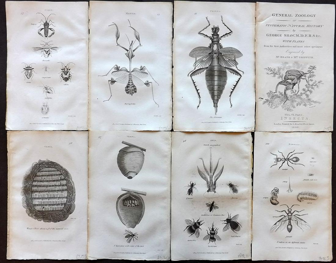 Shaw, George 1805 Lot of 8 Prints. Insects: Copper Plates Published 1800-26 by G.Kearsley, London for "General Zoology or Systematic Natural History" by George Shaw. Paper Size: 8.5 x 5.5 inch (24 x 16.5cm) Good Condition overall